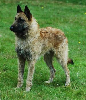 Belgian Shepherd Laekenois — Belgian Laekenois, Belgian ...