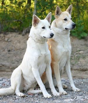 Canaan Dog — Canaanite dog — Temperament, Charakteristik, Bilder