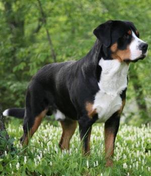 Grosser Schweizer Sennenhund — Swissy — Temperament ...