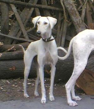 Mudhol Hound — Mudhol Dog, Caravan Hound, Karwani, Lahori Pashmi