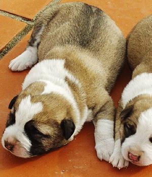 Rafeiro do Alentejo — Alentejo Mastiff, Portuguese Mastiff ...