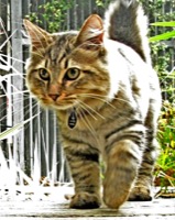 American Bobtail Longhair Information, Bilder, Preis