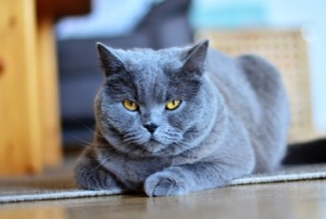 Chartreux Information, Bilder, Preis