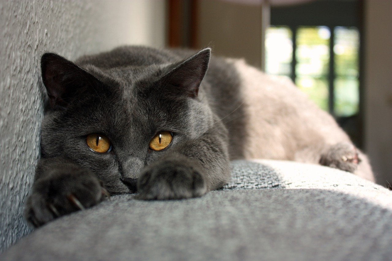 Chartreux Information, Bilder, Preis