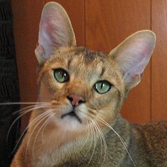 Chausie Information, Bilder, Preis