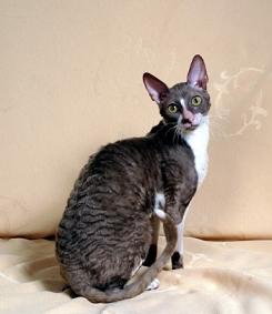 Cornish Rex Information, Bilder, Preis