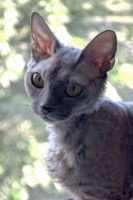 Devon Rex Information, Bilder, Preis