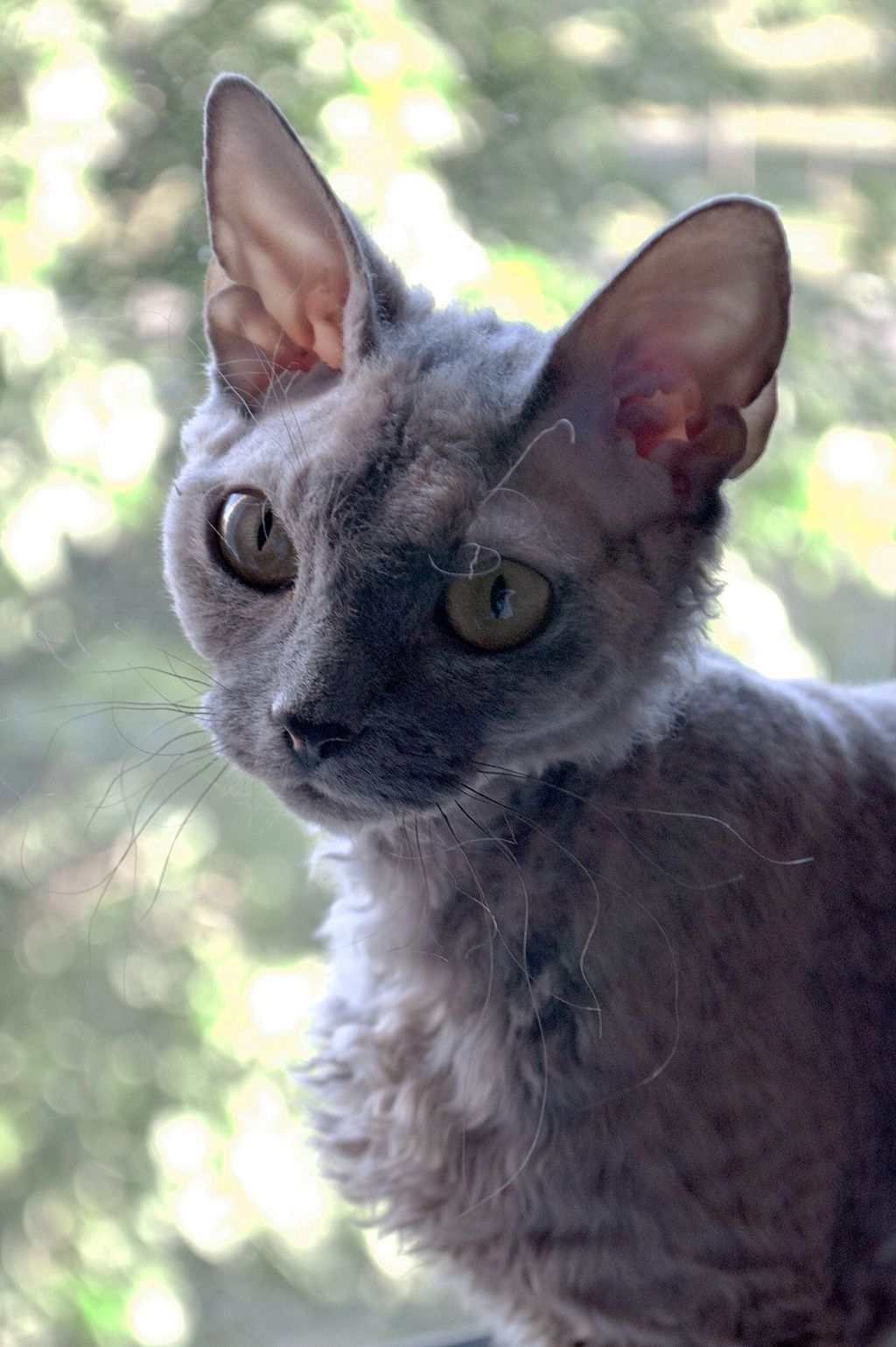 Devon Rex Information, Bilder, Preis