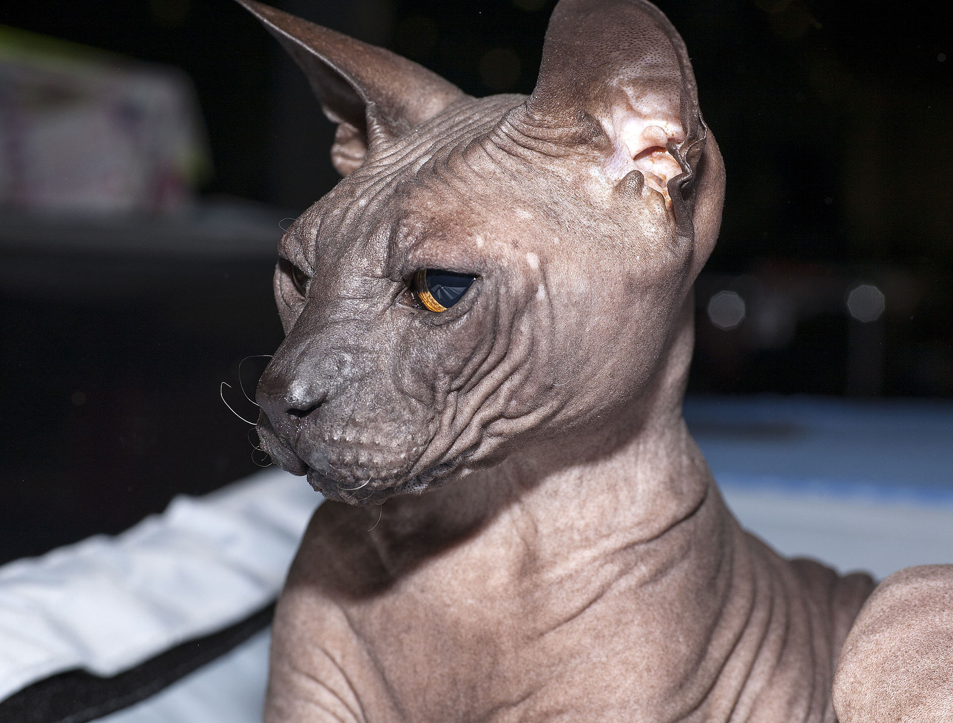 Don Sphynx Information, Bilder, Preis