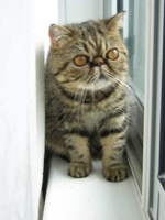 Exotic Shorthair Information, Bilder, Preis