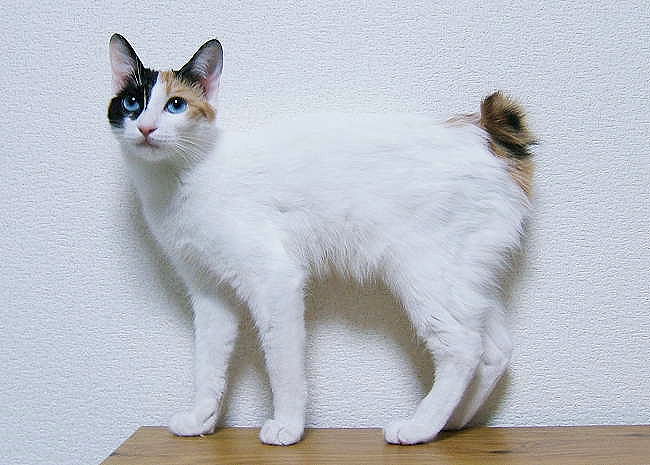 Japanese Bobtail Longhair Information, Bilder, Preis