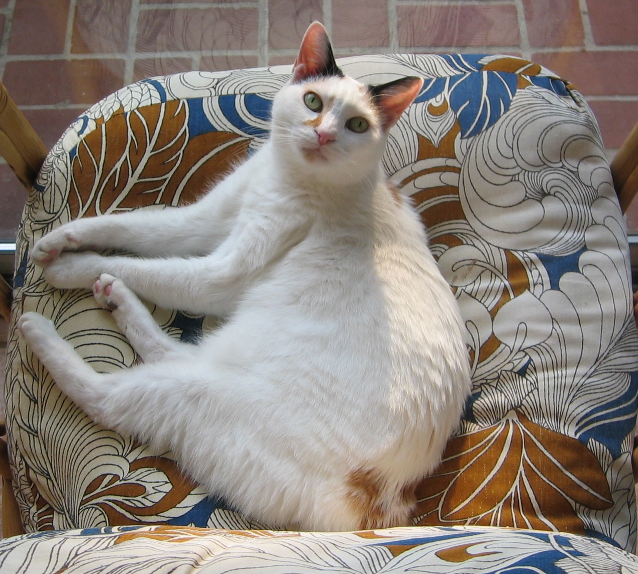 Japanese Bobtail Longhair Information, Bilder, Preis