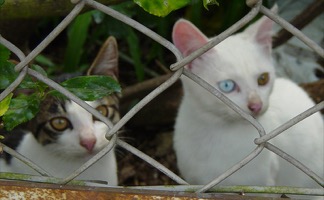 Japanese Bobtail Shorthair Information, Bilder, Preis