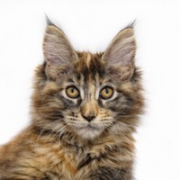 Maine Coon Information, Bilder, Preis