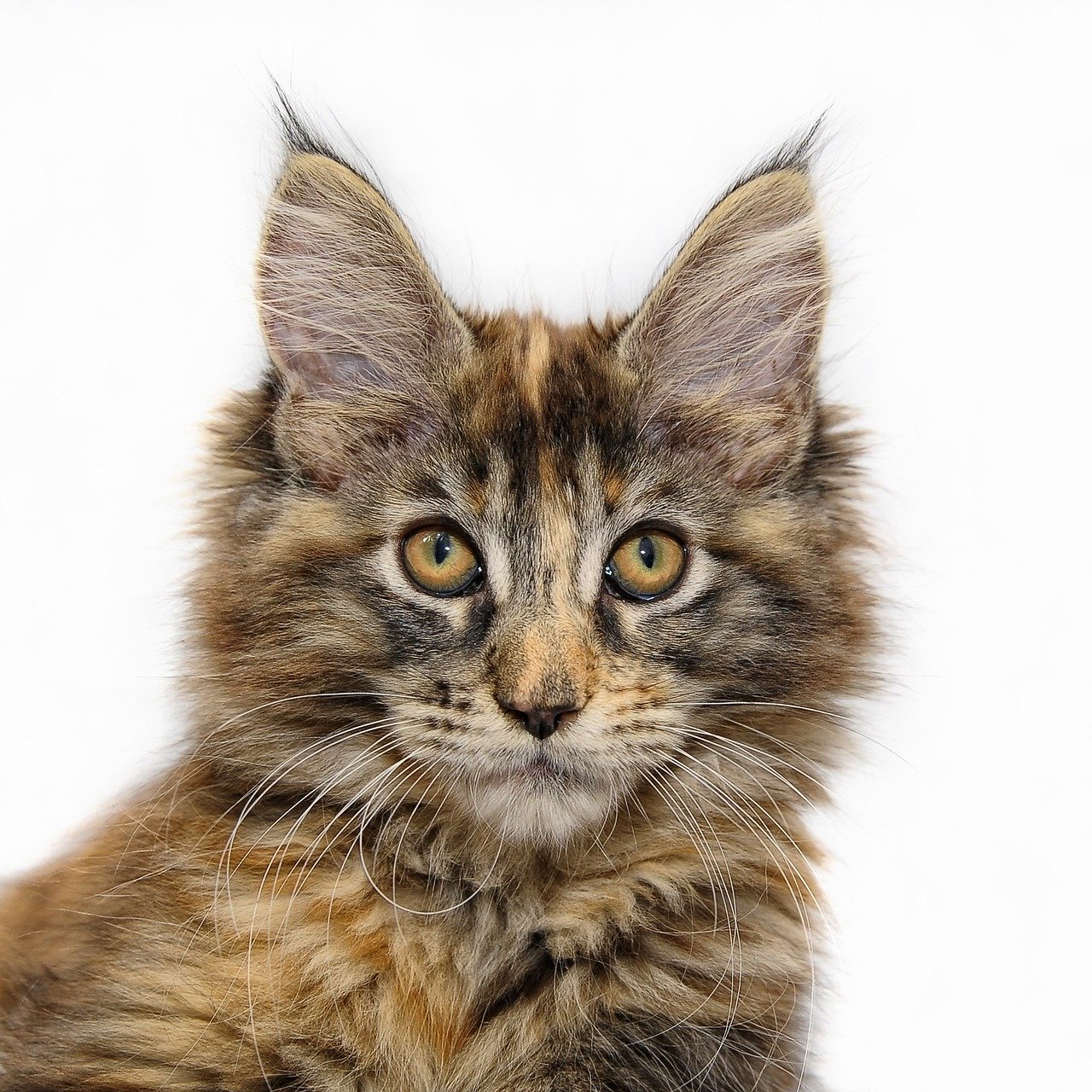 Maine Coon Information, Bilder, Preis