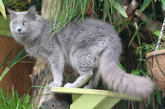 Nebelung Information, Bilder, Preis