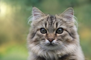 Norwegische Waldkatze Information, Bilder, Preis