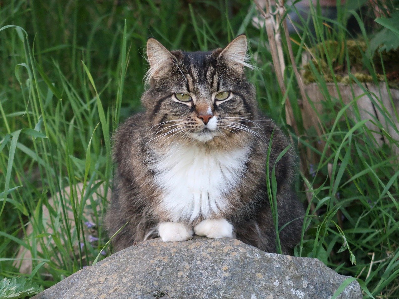 Norwegische Waldkatze Information, Bilder, Preis