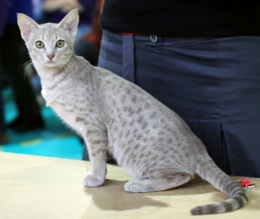 Ocicat Information, Bilder, Preis