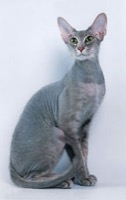 Peterbald Information, Bilder, Preis