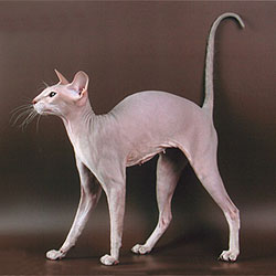 Peterbald Information, Bilder, Preis