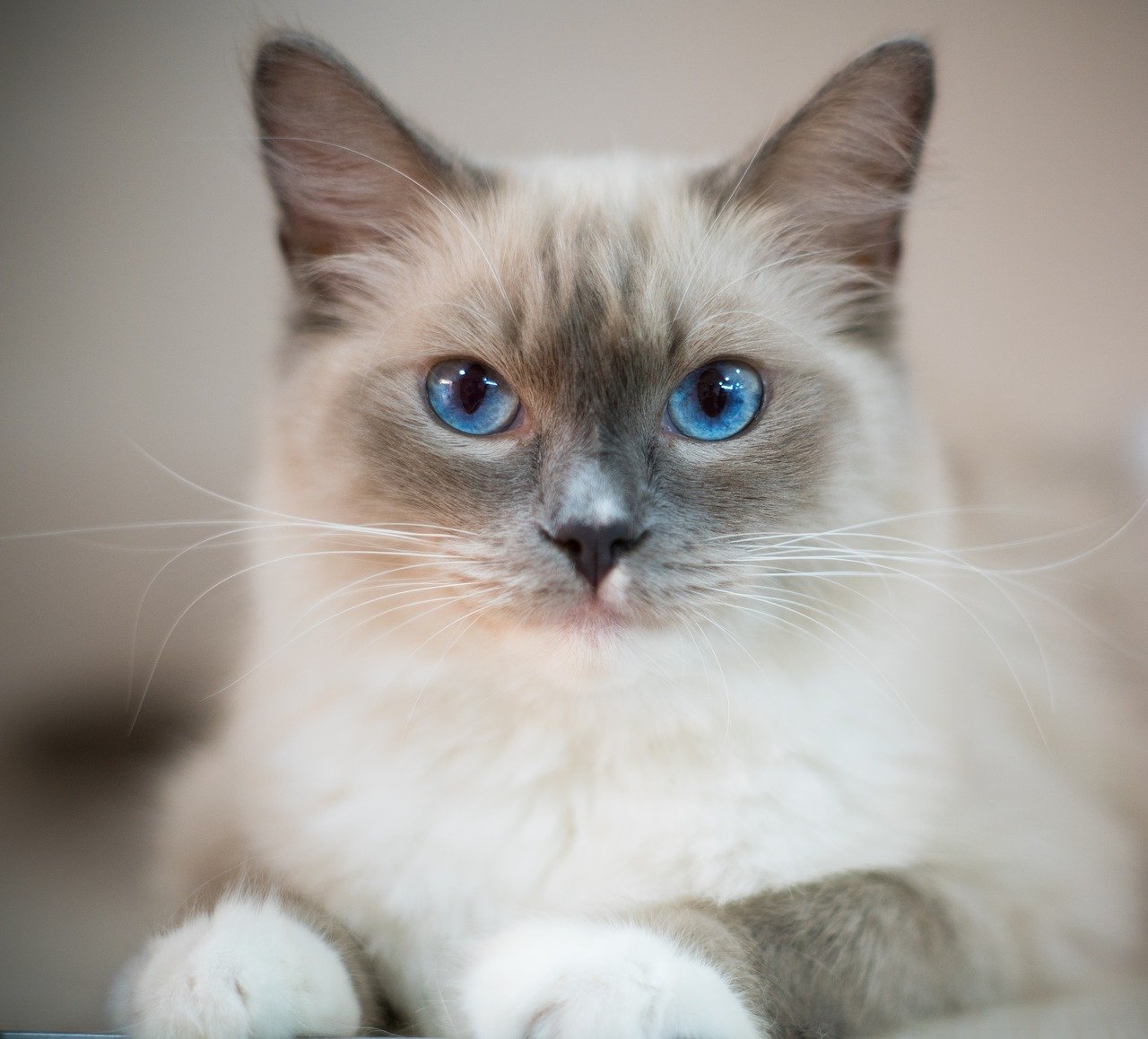 Ragdoll Information, Bilder, Preis