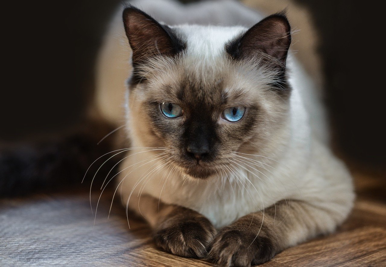 Ragdoll Information, Bilder, Preis