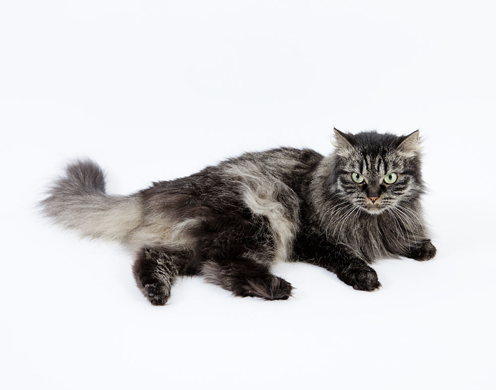 Sibirische Katze Information, Bilder, Preis