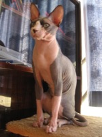 Sphynx Information, Bilder, Preis