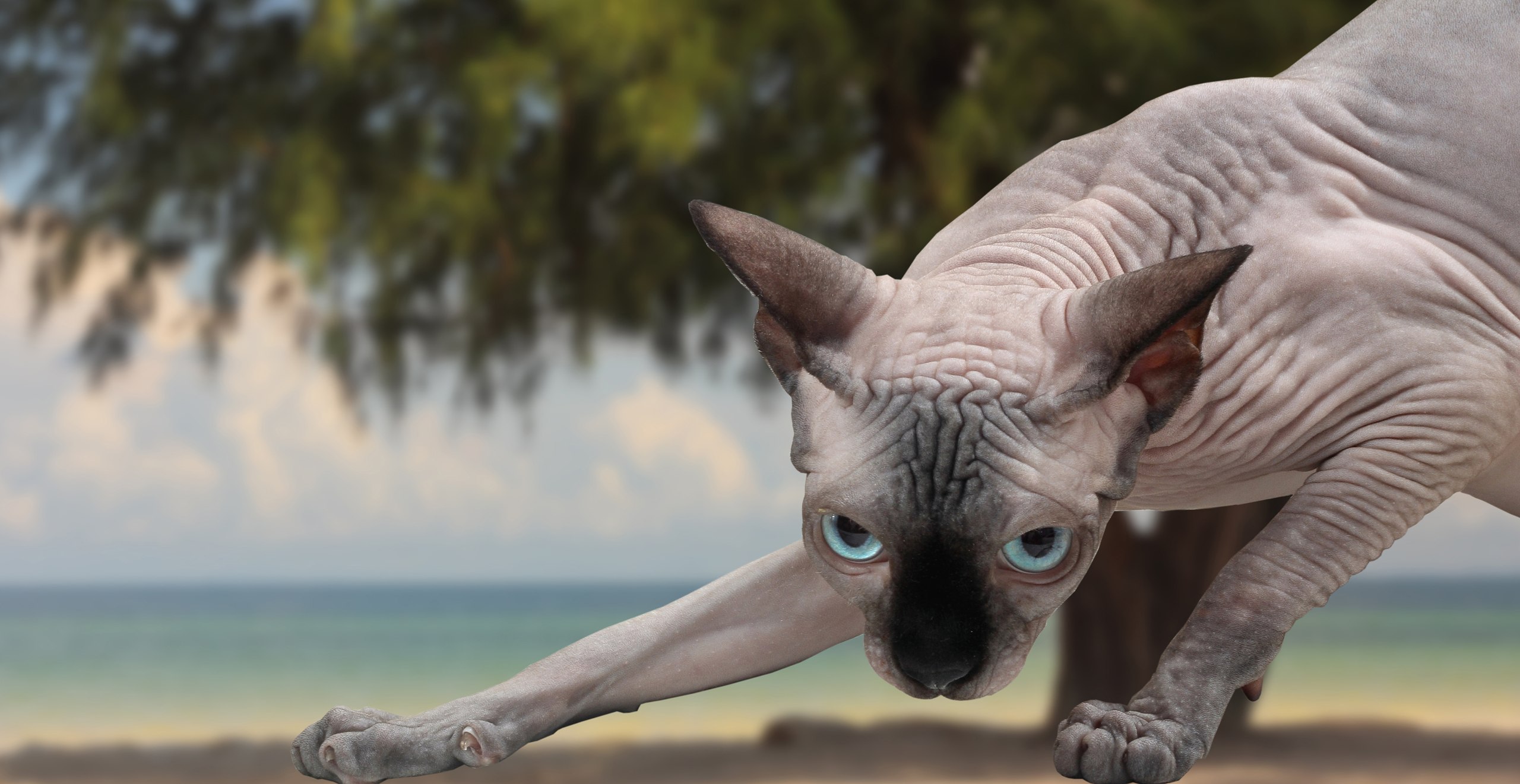 Sphynx Information, Bilder, Preis