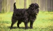 Affenpinscher Information, Bilder, Preis