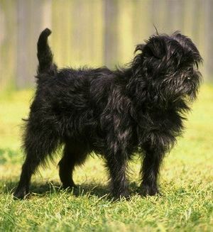 Affenpinscher Information, Bilder, Preis