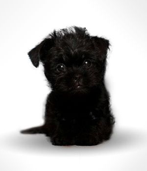 Affenpinscher Information, Bilder, Preis