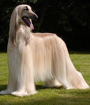 Afghanischer Windhund Information, Bilder, Preis