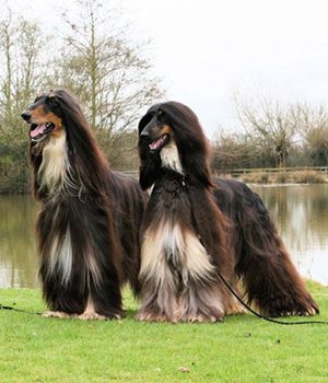 Afghanischer Windhund Information, Bilder, Preis