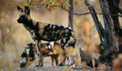 Afrikanischer Wildhund Information, Bilder, Preis