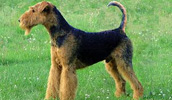 Airedale Terrier Information, Bilder, Preis