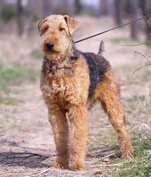 Airedale Terrier Information, Bilder, Preis