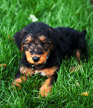 Airedale Terrier Information, Bilder, Preis