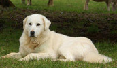 Akbash Dog Information, Bilder, Preis