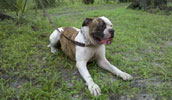 Alapaha Blue Blood Bulldog Information, Bilder, Preis