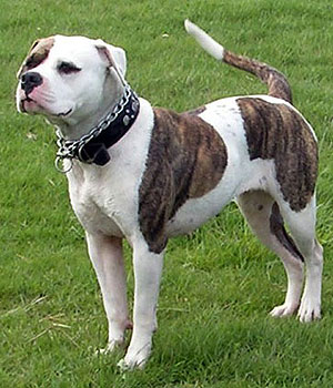 Alapaha Blue Blood Bulldog Information, Bilder, Preis