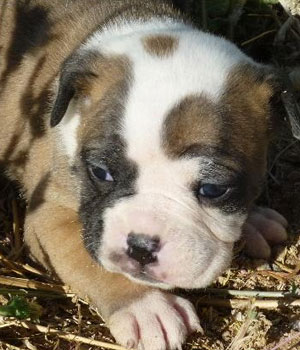 Alapaha Blue Blood Bulldog Information, Bilder, Preis