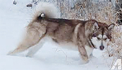 Alaskan Husky Information, Bilder, Preis