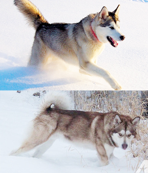 Alaskan Husky Information, Bilder, Preis