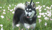 Alaskan Klee Kai Information, Bilder, Preis