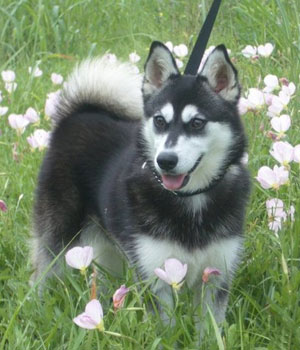 Alaskan Klee Kai Information, Bilder, Preis