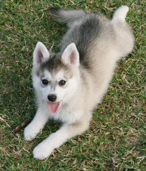 Alaskan Klee Kai Information, Bilder, Preis