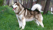 Alaskan Malamute Information, Bilder, Preis