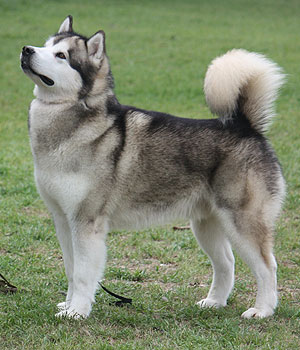 Alaskan Malamute Information, Bilder, Preis